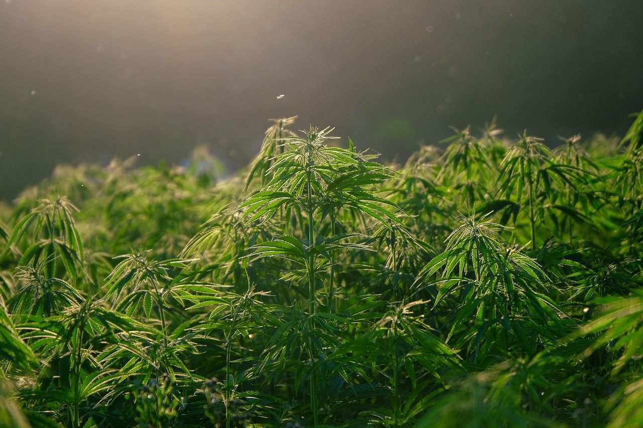 erfahren sie alles über die legalisierung von cannabis in deutschland: aktuelle entwicklungen, gesetze und auswirkungen auf gesellschaft und wirtschaft.