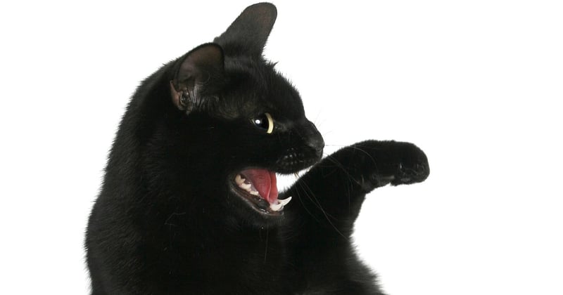 Wann werden Katzen geschlechtsreif? Alles zur Rolligkeit