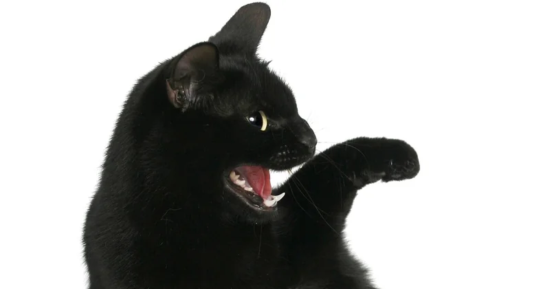 Geschlechtsreife bei Katzen erkennen: die Signale, die wirklich zählen